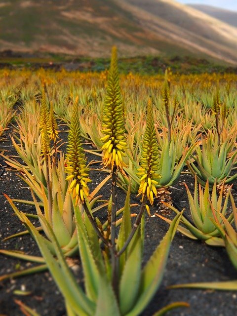 foto de uma plantacao de aloe vera final de tarde
