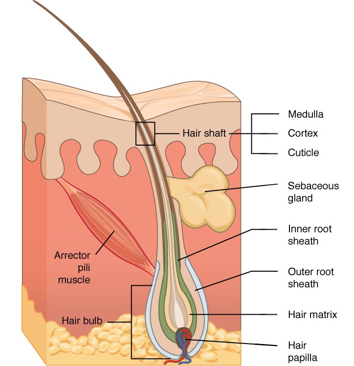 ilustração desenho da estrutura do fio de cabelo