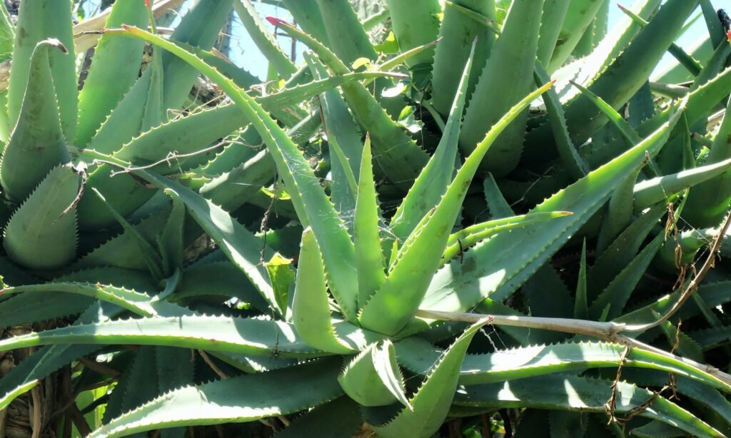 foto ilustrativa da planta aloe vera  no cabelo o guia definitivo para entender os benefícios da aloe vera in hair e como usar no dia a dia